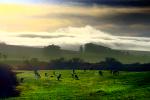Cows, Cattle, Sonoma County, Grass Field, ACFD01_024