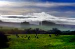 Cows, Cattle, Sonoma County, ACFD01_025