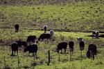 Cows, Cattle, Sonoma County, ACFD01_027