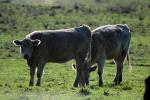 Cows, Cattle, Sonoma County, ACFD01_028