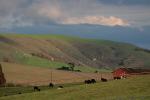 Cows, Cattle, Sonoma County, ACFD01_029