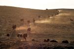 Dairy Cows, Cattle, Sonoma County, Two-Rock, ACFD01_033