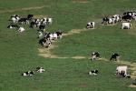 Dairy Cows, Cattle, Sonoma County, Two-Rock, Grass Field, ACFD01_044