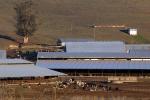 Barns, dairy cows, Sonoma County, Two-Rock, ACFD01_049