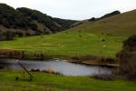 Pond, Hills, Water, Winter, Dairy Cows, Cattle, Sonoma County, Two-Rock, ACFD01_050