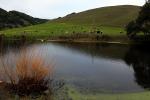 Pond, Hills, Water, Winter, Dairy Cows, Cattle, Sonoma County, Two-Rock, ACFD01_051