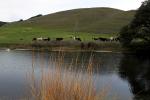 Pond, Hills, Water, Winter, Dairy Cows, Cattle, Sonoma County, Two-Rock, ACFD01_052