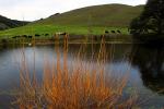 Pond, Hills, Water, Winter, Dairy Cows, Cattle, Sonoma County, Two-Rock, ACFD01_055