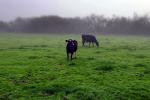 Dairy Cows, Cattle, Sonoma County, Two-Rock, Grass Field, ACFD01_056