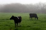 Dairy Cows, Cattle, Sonoma County, Two-Rock, ACFD01_057