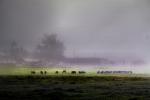 Dairy Cows, Cattle, Fog, Fields, Two-Rock, Sonoma County, ACFD01_058
