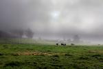 Dairy Cows, Cattle, Fog, Fields, Two-Rock, Sonoma County, ACFD01_059