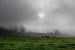Dairy Cows, Cattle, Fog, Fields, Two-Rock, Sonoma County, ACFD01_060