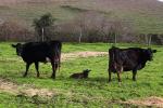 calf, Dairy Cows, Cattle, Sonoma County, Two-Rock, ACFD01_061