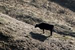 Dairy Cow, Shadow, Winter, Sonoma County, Two-Rock, ACFD01_066