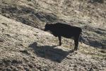 Dairy Cow, Shadow, Winter, Sonoma County, Two-Rock, ACFD01_067