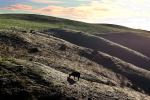 Dairy Cow, Shadow, Winter, Sonoma County, Two-Rock