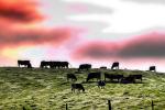 Dairy Cows, Hills, Winter, Sonoma County, Two-Rock, psyscape