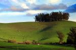 Dairy Cows, Fields, Hills, Winter, Clouds, Two-Rock, Sonoma County, ACFD01_073