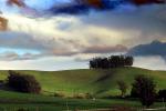 Dairy Cows, Fields, Hills, Winter, Clouds, Two-Rock, Sonoma County, ACFD01_074