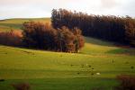 Cows, Cattle, Sonoma County, Grass Field, ACFD01_077