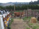 Jersey Cows, Cattle, Dairy, Sonoma County, ACFD01_080