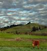 Jersey Cows, Cattle, Dairy, Sonoma County, ACFD01_082