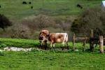 Jersey Cows, Cattle, Dairy, Sonoma County, ACFD01_084