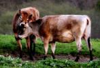 A Cow Hug, Jersey Cows, Dairy, Sonoma County, ACFD01_085