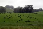 Cows, Cattle, Sonoma County, ACFD01_091