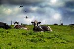 Cows, Cattle, Marin County, Grass Field, ACFD01_094