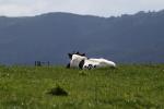 Cows, Cattle, Marin County, ACFD01_095