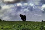 Cows, Cattle, Marin County, ACFD01_098