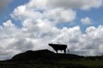 Cows, Cattle, Marin County, silhouette, ACFD01_104