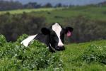Cows, Cattle, Marin County, ACFD01_109