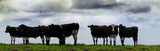 Cows, Cattle, Marin County, Panorama, ACFD01_110