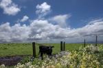 Cows, Cattle, Marin County, ACFD01_112