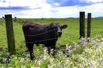 Cows, Cattle, Marin County, ACFD01_113