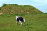 Cows, Cattle, Marin County, ACFD01_115