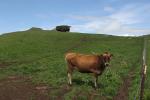 Cows, Cattle, Marin County, ACFD01_117