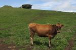 Cows, Cattle, Marin County, ACFD01_118