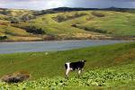 Cows, Marin County, California, ACFD01_132