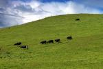 Cows, Marin County, California