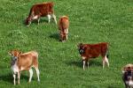 Jersey Cows, Sonoma County, California, ACFD01_142