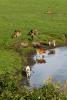 Jersey Cows, Water, Lake, Reservoir, Pond, Bodega Sonoma County