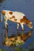 Pond, Jersey Cows, Water, Lake, Reservoir, Bodega Sonoma County