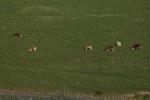 Jersey Cows, Sonoma County, California, ACFD01_151
