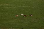Jersey Cows, Sonoma County, California