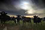 Dairy Cows, Petaluma, California, Two-Rock, Sonoma County, ACFD01_155