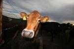 Jersey Cows, Petaluma, California, Two-Rock, Sonoma County, ACFD01_156